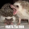 ToxicTheHadgehog 12