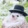 ToxicTheHadgehog 13