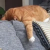 Dogs and cats 16