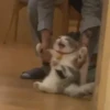 Dogs and cats 17