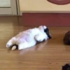 Dogs and cats 18