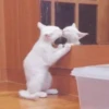 Dogs and cats 19