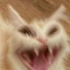 Dogs and cats 20