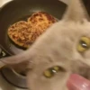 Dogs and cats 21