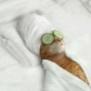 Dogs and cats 22