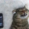 Dogs and cats 23
