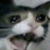 Dogs and cats 24