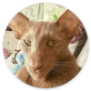Кошки в кругах 22