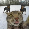 Dogs and cats 25