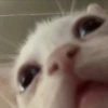 Dogs and cats 26