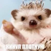 ToxicTheHadgehog 18
