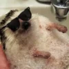 ToxicTheHadgehog 19