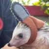 ToxicTheHadgehog 21