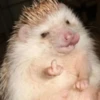 ToxicTheHadgehog 22