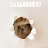 ToxicTheHadgehog 23