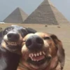 Dogs and cats 27
