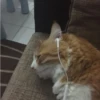 Dogs and cats 28