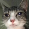 Dogs and cats 29