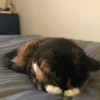 Dogs and cats 30