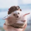 ToxicTheHadgehog 25
