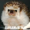 ToxicTheHadgehog 26