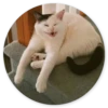 Кошки в кругах 26