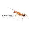 скучно...