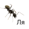 ЛЯ