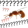 ???????? ??? ???? ???????????