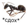 * СДОХА