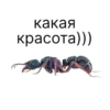 какая красота)))