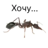 Хочуть