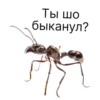 Ты, шо быканул?