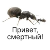 Привет смертный!