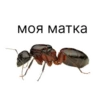 моя матка