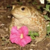 Toads and Frogs 5