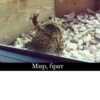 Trolic rabbit 5