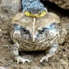Toads and Frogs 6