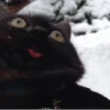 Cats 5