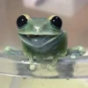 Toads and Frogs 8