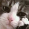 Cats 6