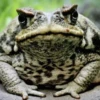 Toads and Frogs 9