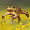 Toads and Frogs 10