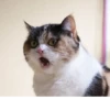 Cats 7