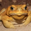 Toads and Frogs 12