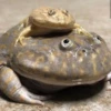 Toads and Frogs 13