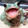 Toads and Frogs 14