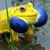 Toads and Frogs 15