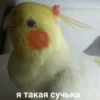 Meow — 11