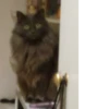 Cats 8